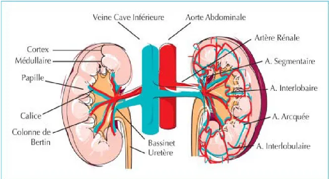 Figure 2 : vascularisation du rein 