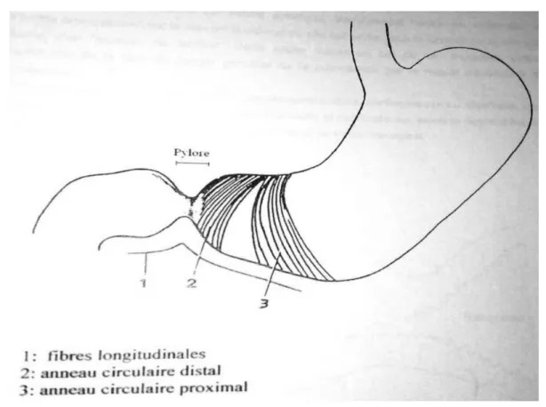 Figure 9 : Anatomie du pylore (d’après Torgensen) 
