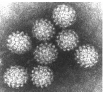 Figure 2 : Structure de la capside virale des  Papillomavirus  au microscope électronique (10) 