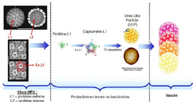 Figure 12 : Conception de VLP, bases de la vaccination contre HPV. (23) 