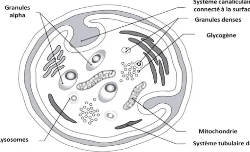 Figure 3 : Schéma de l’ultrastructure plaquettaire (en microscopie électronique). 