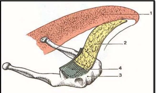 Figure 3: Le squelette ostéo-fibreux de la langue [4].  1.Langue2. Septum lingual 3. Os hyoïde 4