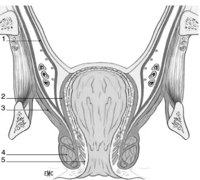 Figure 30 : Coupe frontale du bas rectum et du canal anal.1. Feuillet pariétal du fascia pelvien ; 2