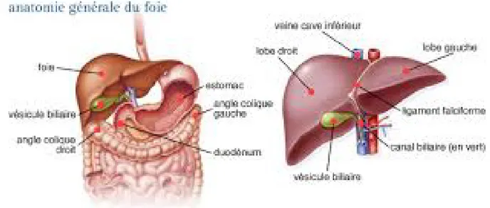 Figure 18 : Vue générale du foie [4] 