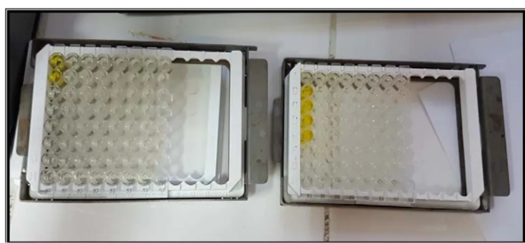 Figure 8 : Barrettes de microtitration dans leur support destinées aux tests ELISA 