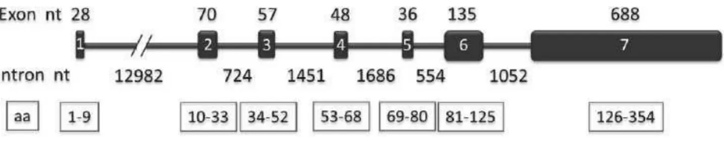 Figure N°16 : Organisation du gène ABO [18]. 