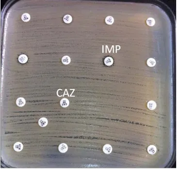 Tableau I : Concentrations critiques pour l’interprétation des CMI et des diamètres   des zones d’inhibition (CASFM/EUCAST) 2018[12] 