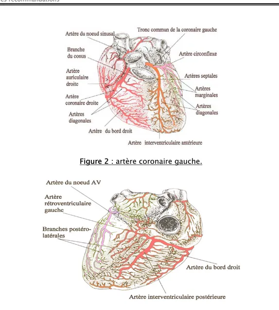 Figure 2 : artère coronaire gauche. 