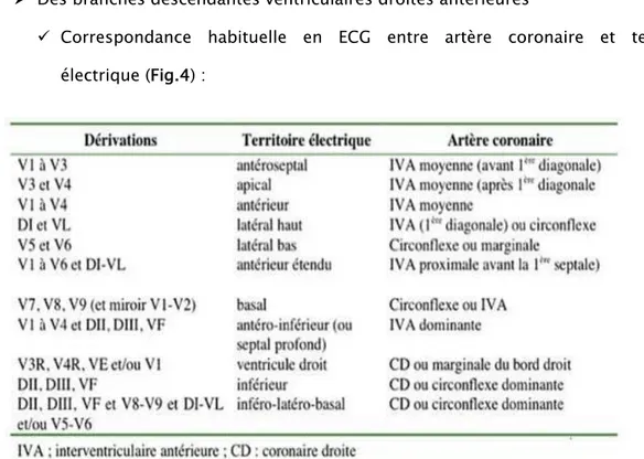 Figure 4 : correspondance entre territoire électrique et artère coronaire. 