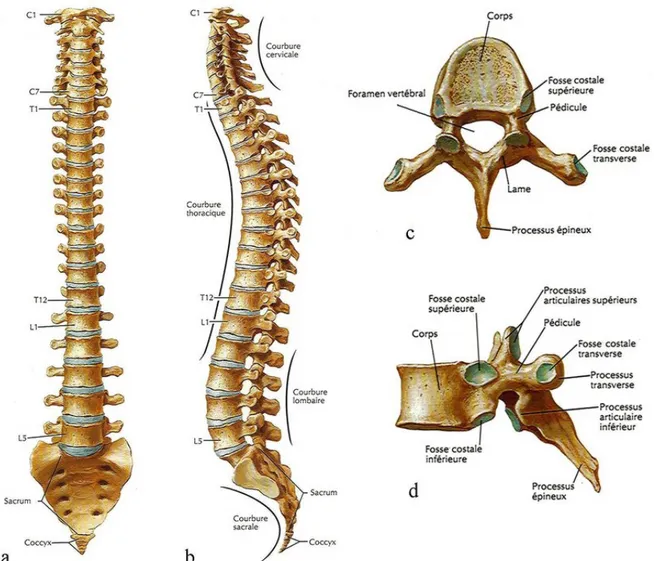 Figure 6:Anatomie de la colonne vertébrale selon les vues antérieure (a) latérale gauche (b)  et anatomie d'une vertèbre thoracique typique selon les vues supérieure (c) et latérale  gauche (d)(d’après Netter, 2004 [NETT04]) 