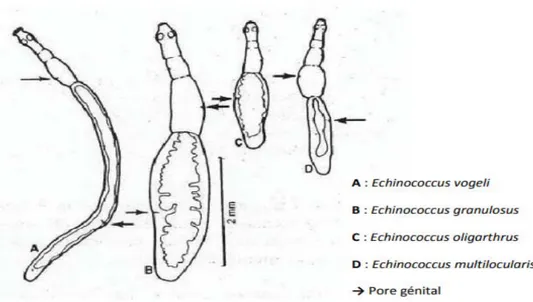 Figure N° 4 : Schéma comparatif des différentes espèces d’Echinococcus au stade adulte  (Thompson et Mc Manus  2001) 