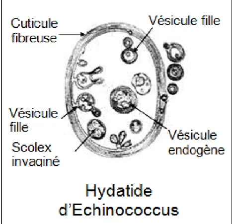 Figure N°10 : schéma de la larve hydatique  Mode de contamination animale
