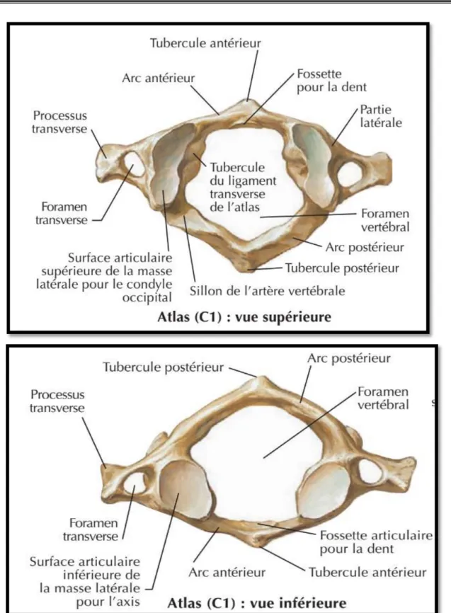 Figure 7: schéma de la première vertèbre cervical atlas en vue inférieure (figure en bas)  et supérieure (figure en haut) [4] 