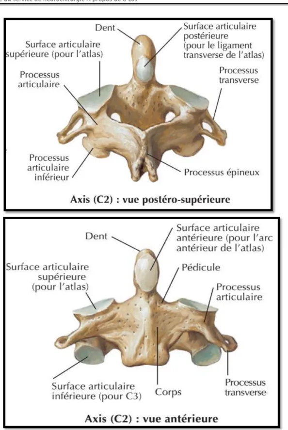Figure 8: deuxième vertèbre cervical axis en vue antérieure (figure en bas) et postéro-  supérieure (figure en haut)  [4] 