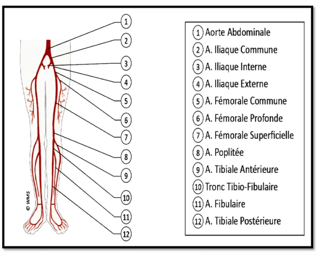 Figure 19 : Le système artériel des Membres Inférieurs. [1] 
