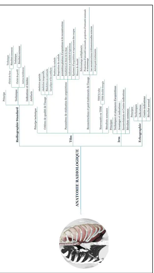 Figure 2: Mindmap du contenu de la section &#34;Anatomie radiologique&#34;
