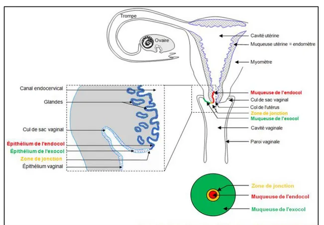 Figure n°1: schéma montrant l’épithélium endocervical, l’epithélium exocervical    et la zone de transition.[149] 