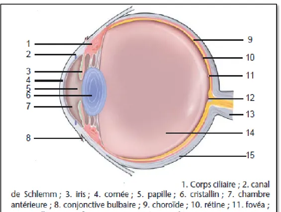 Figure 6 : Anatomie du globe oculaire [7] 