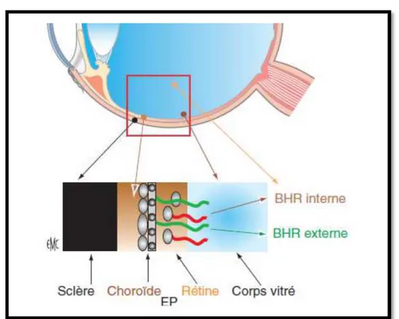 Figure 9: la barrière hémato-rétinienne (adapté à partir du rapport SFO 2010) 