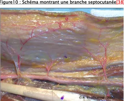 Figure 11: Photo de dissection montrant la branche septocutanée  [38]