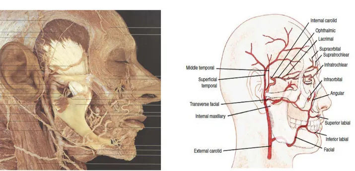 Figure 36: Anastomose artère faciale et artère angulaire 