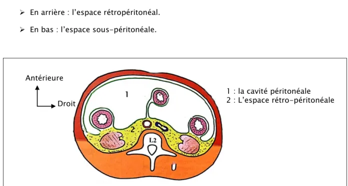 Figure 2 : Coupe horizontale schématiquede la région abdominale à hauteur de L212DroitAntérieure 1 : la cavité péritonéale  2 : L’espace rétro-péritonéale