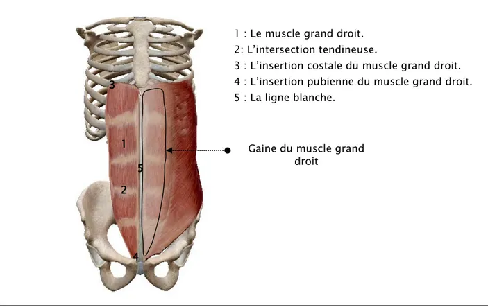 Figure 5 : Vue antérieure de la paroi abdominale montrantles muscles grands droits de  l’abdomen 