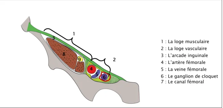 Figure 9 : vue antérieure de l’anneau fémoral1  2 3 4 5  6 7 8 9  1 : La loge musculaire 2 : La loge vasculaire 3 : L’arcade inguinale 4 : L’artère fémorale 5 : La veine fémorale  6 : Le ganglion de cloquet 7 : Le canal fémoral 