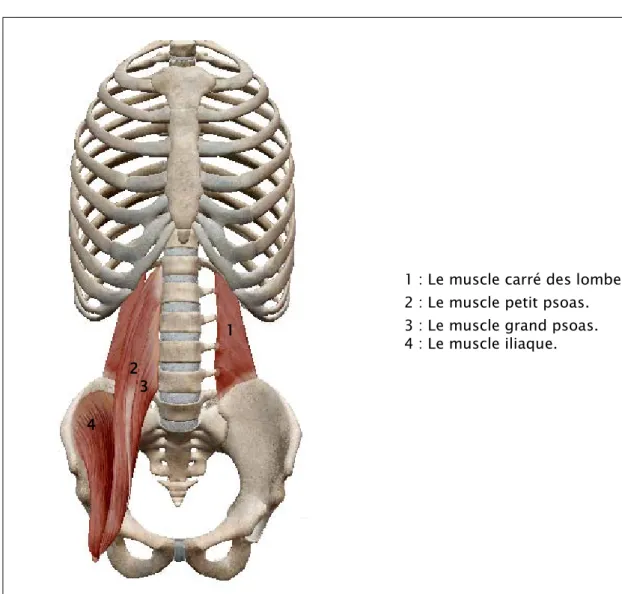 Figure 10 : Vue antérieure du quatrième plan musculaire de la paroi  abdominale postérieure 