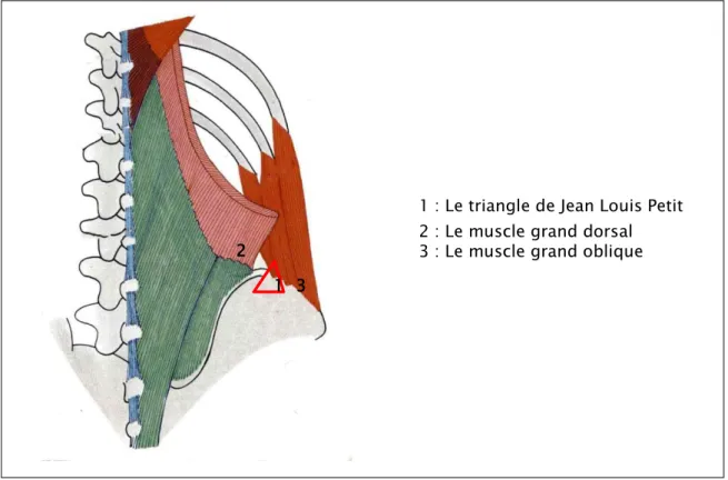 Figure 12 : vue postérieure montrant la paroi postérieure du dosFigure 11 : triangle de Jean Louis Petit
