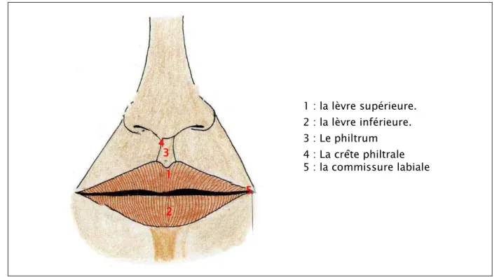 Figure 13 : Vue antérieure de la bouche montrant la configurationdes lèvres