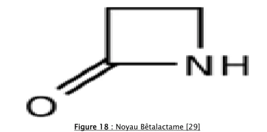 Figure 18 : Noyau Bêtalactame [29] 