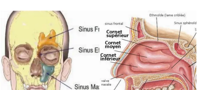 Figure n°3 : Schéma des sinus :Figure n°4 : Coupe sagittale des fosses nasales  vue de face  