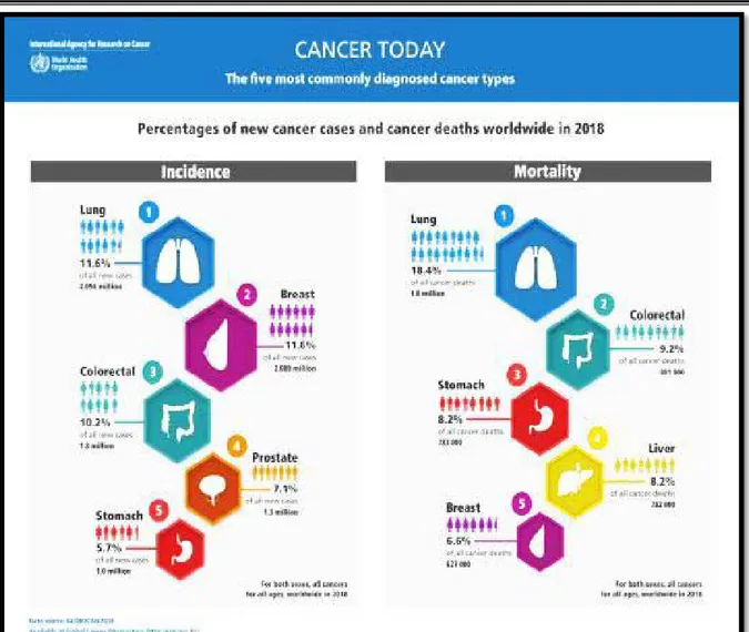 Figure 35 : Répartition des cancers selon l’incidence et la mortalité.  •  Repartition selon  le sexe 