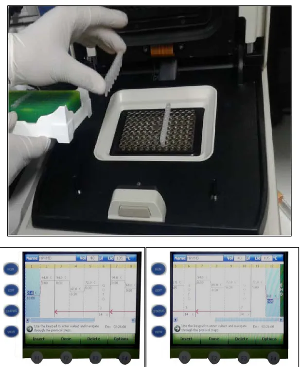 Figure 8 :Placement des tubes de PCR préparés dans le thermocycleur pour amplification  del'ADN et profil thermique de la PCR 