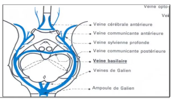 Figure 9 :Vue et coupe supérieure du diencéphale (Bourret et Louis, anatomie du SNC).