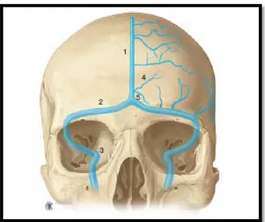 Figure 11.B.    Sinus et veines cérébrales vue de face. 