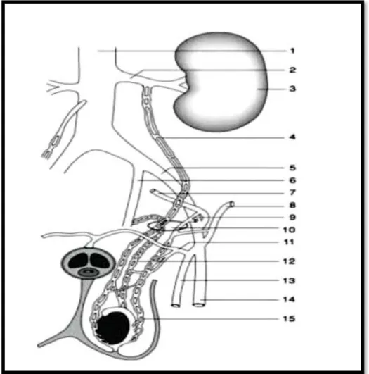 Figure 3 : Schématisation de la vascularisation veineuse testiculaire [13]. 