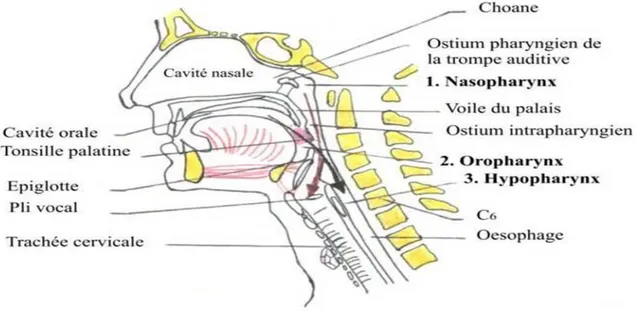Figure 1: Coupe sagittale du pharynx montrant l’anatomie des voies aériennes supérieures [27]
