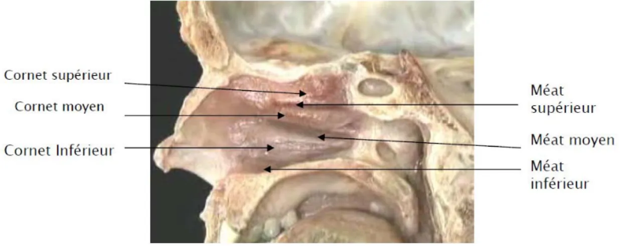 Figure 20: Coupe sagitale montrant la paroi latérale de la fosse nasale droite [39] 
