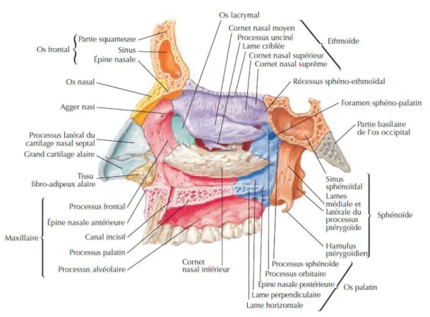 Figure 22: Vue de la paroi latérale du nez avec le septum nasal enlevé. [43]  •  Cornets : 