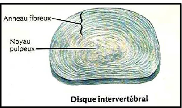 Figure n° 13: Anatomie du disque intervertébral [10]. 
