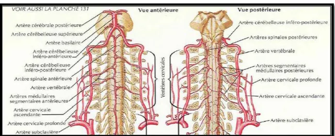 Figure 18: la vascularisation artérielle  cervicale [14]. 