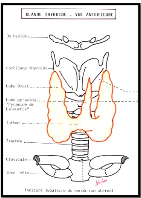 Figure 1 : Schéma représentant une vue antérieure de la glande thyroïde [4].   4.  Rapports : 