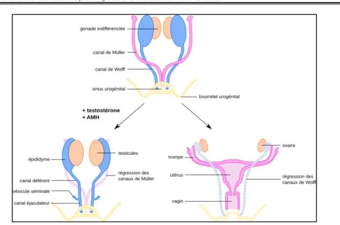 Figure 14 : différenciation du sexe chez l'Homme [8] 