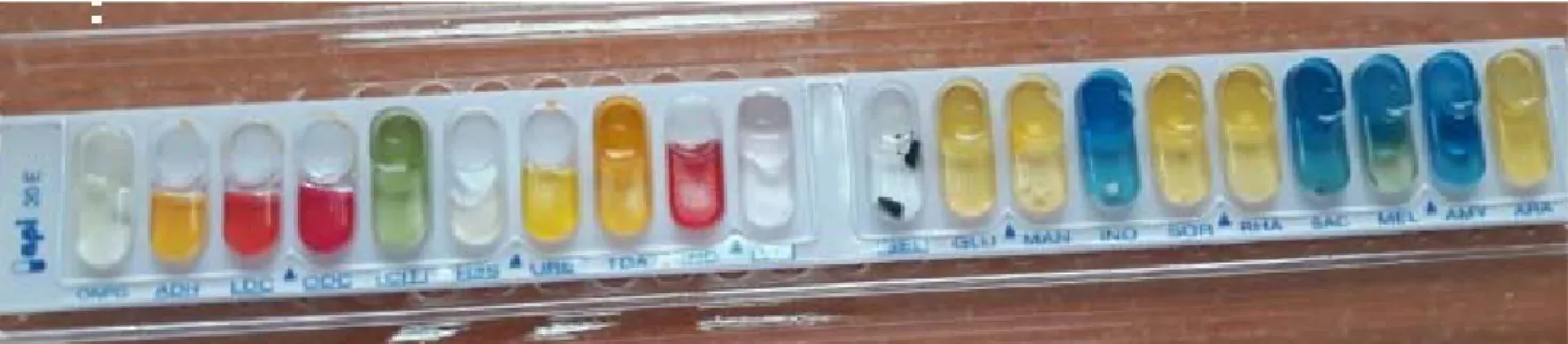 Figure 7: Galerie d’identification biochimique