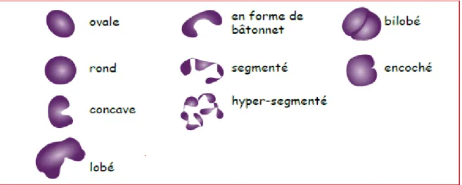 Figure 8 : Description morphologique d’une cellule avec le critère « forme du noyau » d’après   A