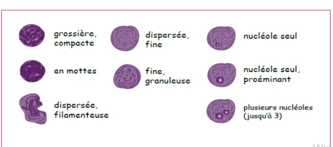 Figure 9: Description morphologique d’une cellule avec le critère « densité de la chromatine »  d’après A