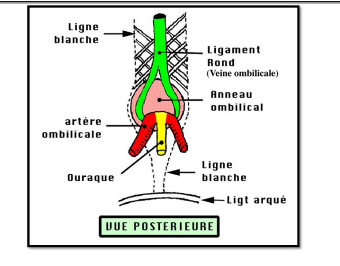Figure 16 : l’anneau ombilicale [6] 