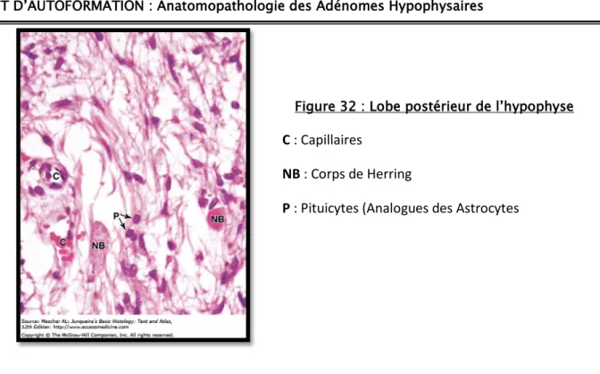 Figure 32 : Lobe postérieur de l’hypophyse   